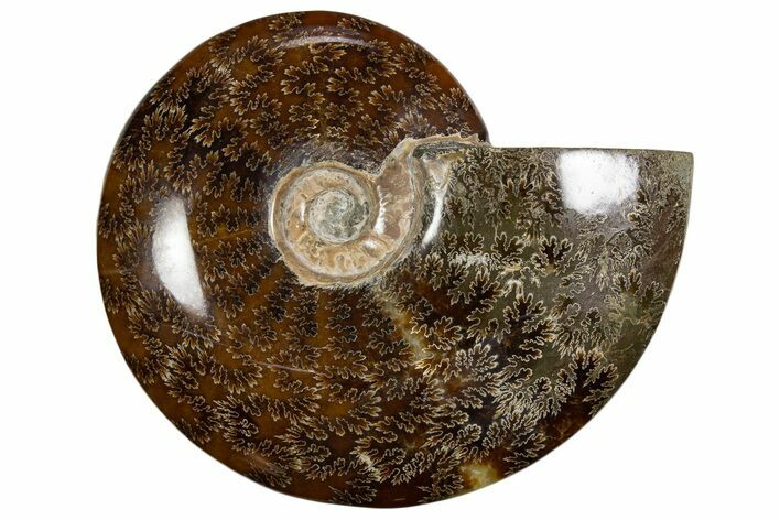 Polished Ammonite (Cleoniceras) Fossil - Madagascar #339204
